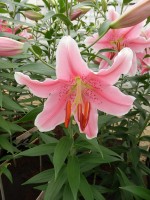 [4196 Sorbonne JWS No02.JPG]